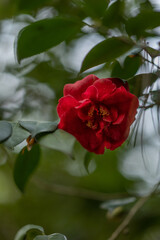 Spring, flowers in a park in Paris