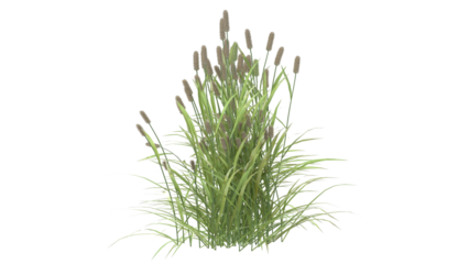 Various types of grass, foxtail grass 