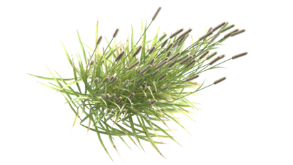 Various types of grass, foxtail grass 