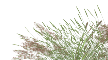 Various types of grass, foxtail grass 