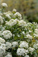 Spring, flowers in a park in Paris