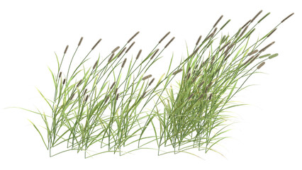 Various types of grass, foxtail grass 