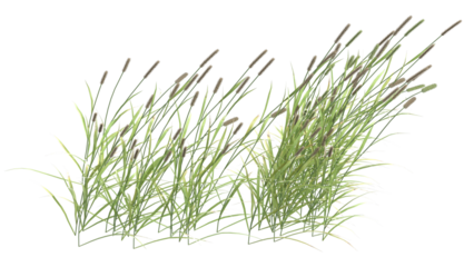 Various types of grass, foxtail grass 