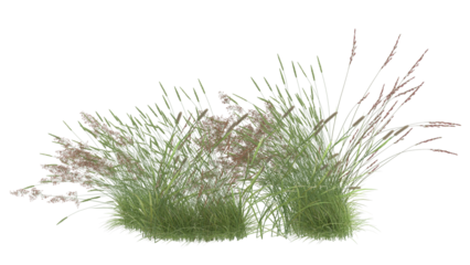 Various types of grass, foxtail grass 