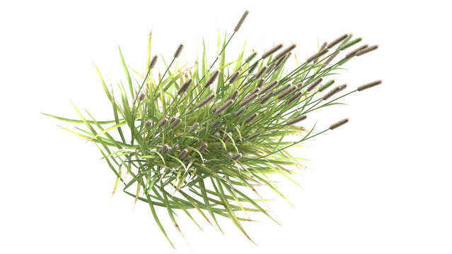 Various types of grass, foxtail grass 