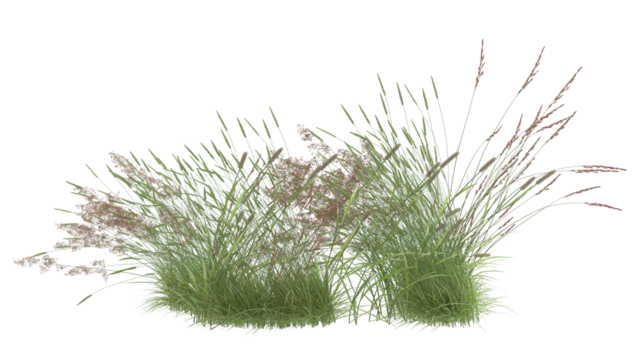 Various types of grass, foxtail grass 