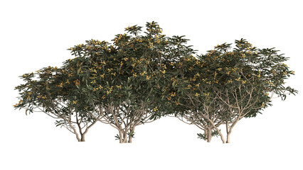 Various types of tree branch plants bushes shrub and and small plants isolated	
