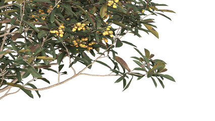 Various types of tree branch plants bushes shrub and and small plants isolated	
