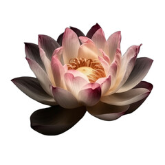 pink lotus flower, water lily, transparent background cutout