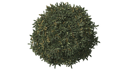 Various types of flowers grass bushes shrub and small plants isolated	