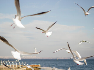 seagulls flying over the sea