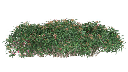 Various types of tree branch plants bushes shrub and and small plants isolated	
