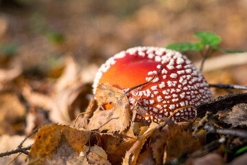 A fly agaric mushroom in the forest. Bright red cap with white dots visible from under the fallen leaves