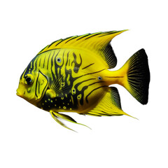 yellow fish dragon fruit isolated on transparent background cutout	