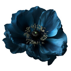 blue anemone on transparent background cutout	
