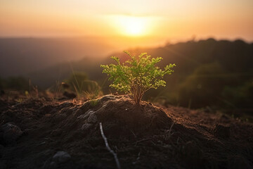 small plant growing on ground at sunrise created with Generative AI technology