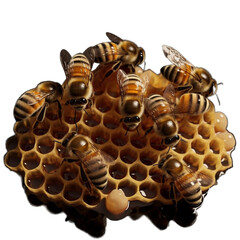 bees on honeycomb transparent background cutout