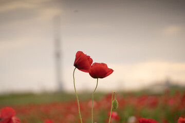 Obraz premium ポピー