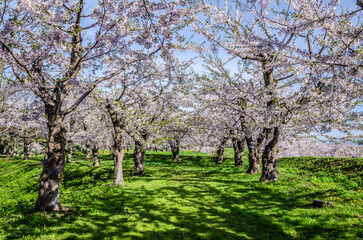 五稜郭公園の満開桜
