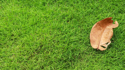 In the fall, dry fallen leaves on green grass. Autumn background.