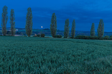A spectacular sunrise with an  amazing colored sky over the rolling hills in an Italian landscape with the typical Tuscan Poplar trees. This landscape can also be found in the Netherlands