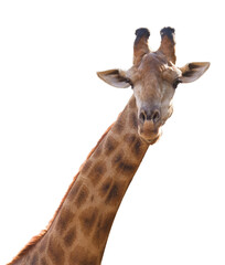Naklejka premium Head giraffe isolated on transparent background