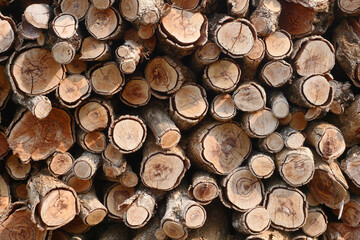 Old Log Wood for Nature Background.