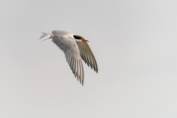 Common Tern (Sterna hirundo) in flight. Gelderland in the Netherlands.                                                                                                                             