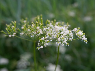 flowers in a garden