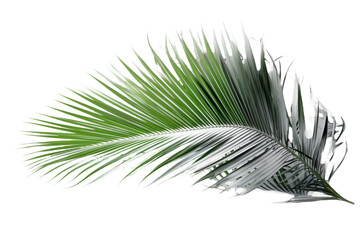 palm tree isolated on transparent cutout 