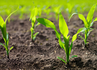 Field of agricultural concept corn plants. corn seedlings in the sunlight and agro