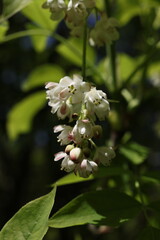 Staphylea pinnata blossom