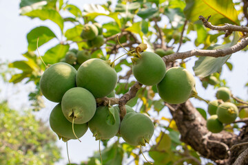 Raw green fruits of Tummy wood or Patana oak (Careya arborea Roxb) hanging on the branch of  tree in tropical garden of Thailand