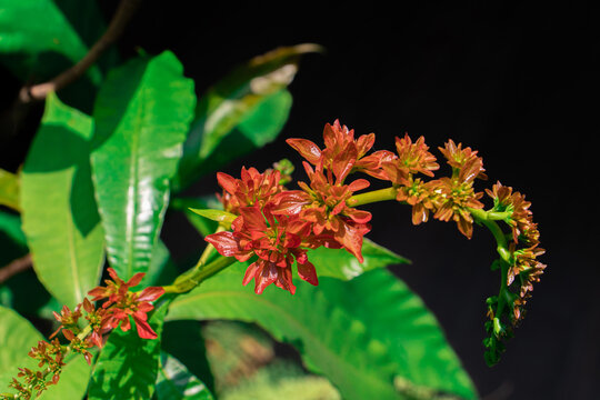 Red flowers of Chaconia, Wild Poinsettia, Warszewiczia, Pride of Trinidad and Tobago (Warszewiczia Coccinea) are blooming on bouquet of the bush plants in tropical flower garden