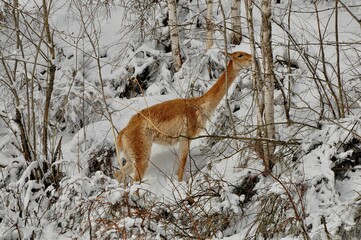 Animals are a traditionally (since the time of Aristotle) distinguished category of organisms, currently considered as a biological kingdom. Animals are the main object of zoology study.