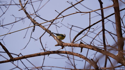 yellow headed woodpecker