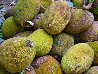 Many jackfruit at a wholesale vegetable market.