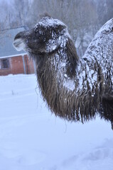 Animals are a traditionally (since the time of Aristotle) distinguished category of organisms, currently considered as a biological kingdom. Animals are the main object of zoology study.