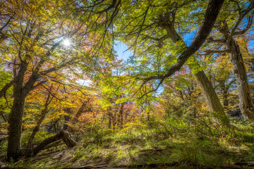 Fototapeta premium Beautiful forest from the changing color of the leaves in autumn time in Los Glaciares National Park, El Chalten, Patagonia in Argentina.