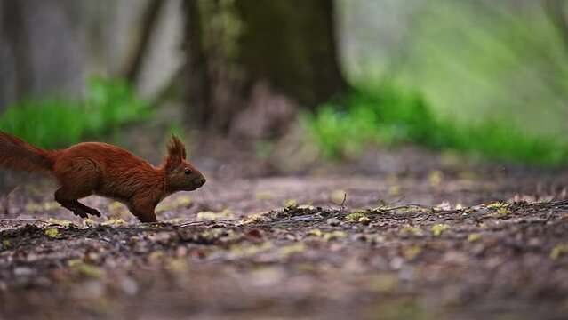 Squirell in fast super jump in summer forest, 4k Footage