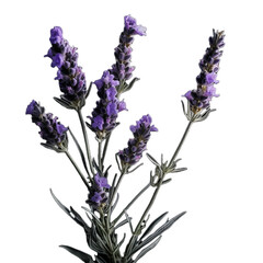 lavender flowers isolated on transparent background