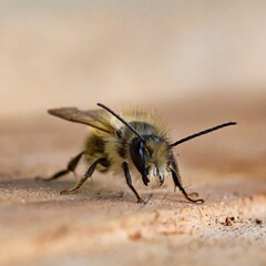 Red mason bee on a board.