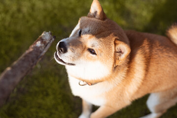 Shiba inu dog is looking on the wooden stick and ready to cath it