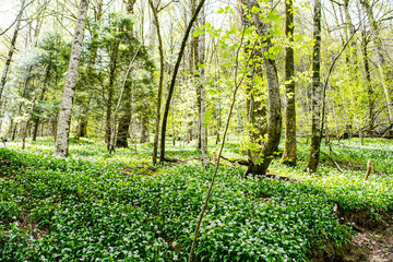 Magnificent landscape of forests in spring near Larrau and Irati in the French Basque country