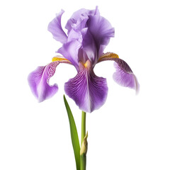 iris isolated on on transparent background cutout