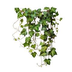 ivy leaves isolated on white background