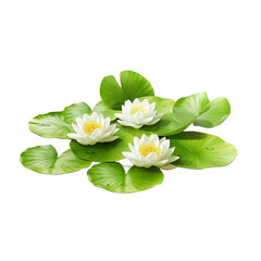 lily pad on transparent background cutout	