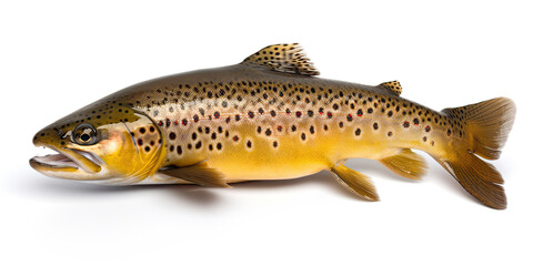 Brown trout isolated created with Generative AI technology - obrazy, fototapety, plakaty