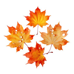 maple leaves isolated on transparent background cutout	
