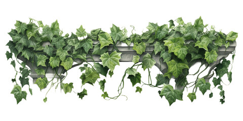 ivy plant vector for architectural render cutout on transparent background - obrazy, fototapety, plakaty